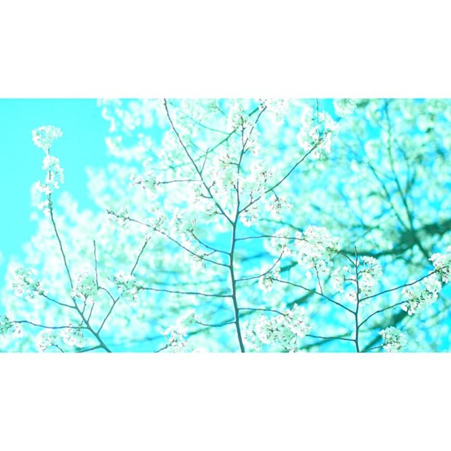 Cherryblossom Photograph - Instagram Photo #431434549218 by Hideki Fujimoto