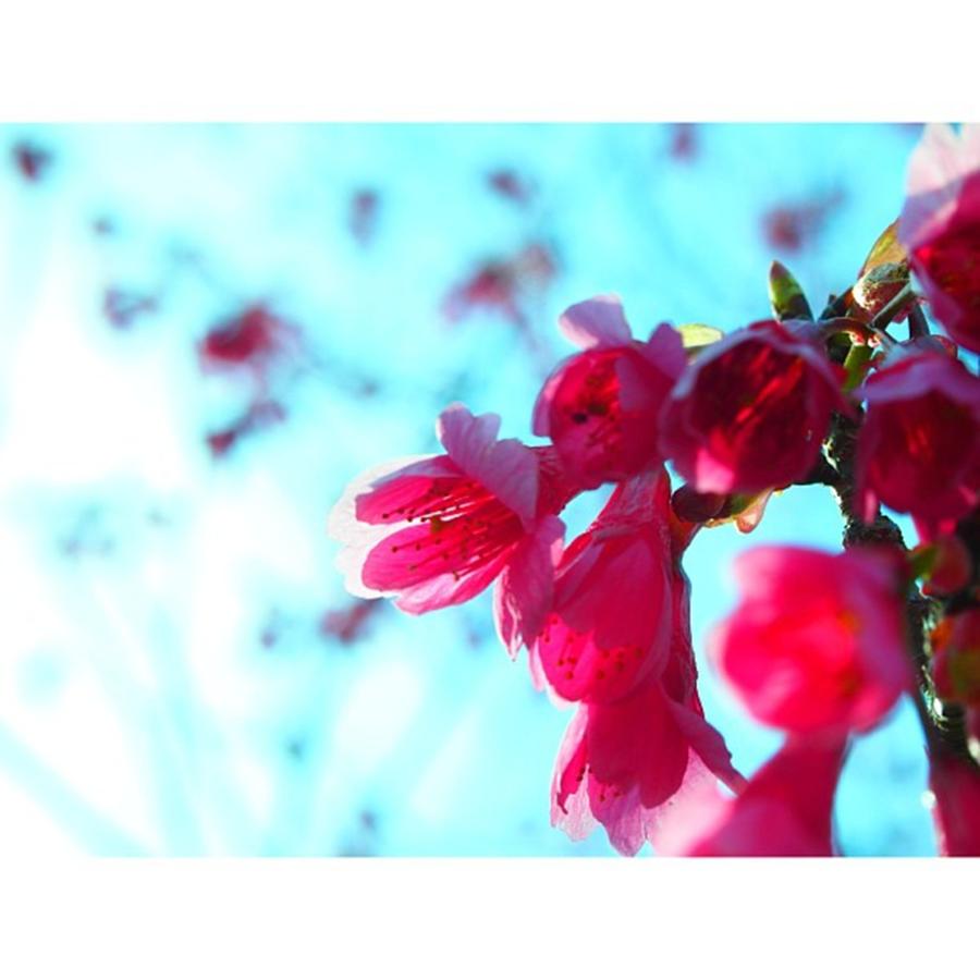 Flowers Still Life Photograph - Instagram Photo #431434550680 by Hideki Fujimoto