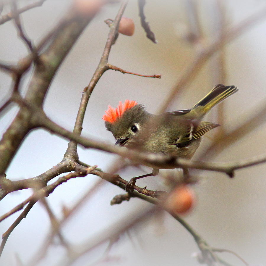 4369 - Ruby-crowned Kinglet Photograph by Travis Truelove