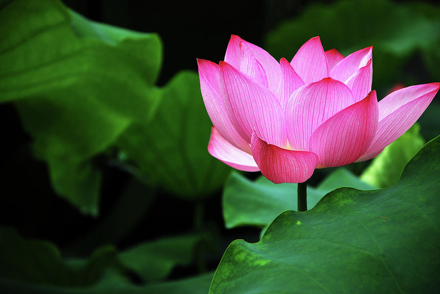 Blossoming lotus flower closeup #44 Photograph by Carl Ning