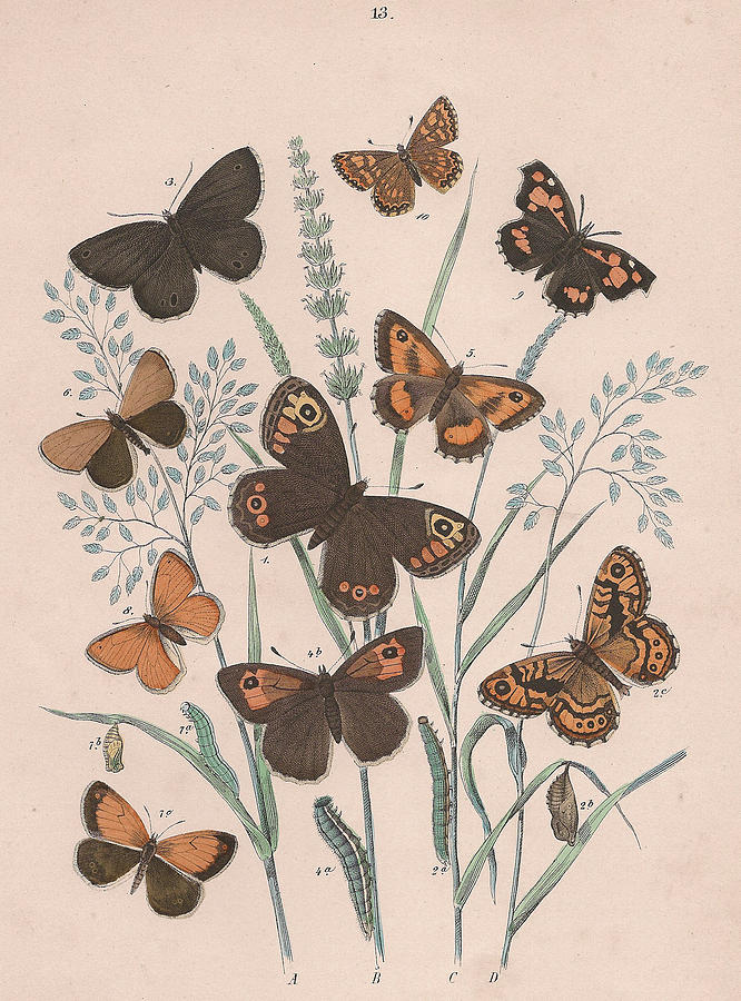Butterfly Painting - European Butterflies ans Moths #44 by W F Kirby
