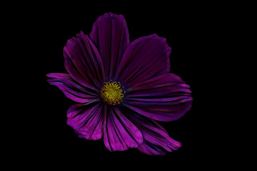 Daisy Digital Art - Flower #44 by Maye Loeser