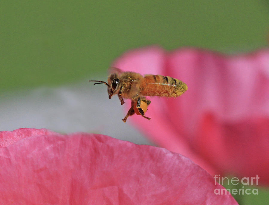 Honeybee #44 Photograph by Gary Wing