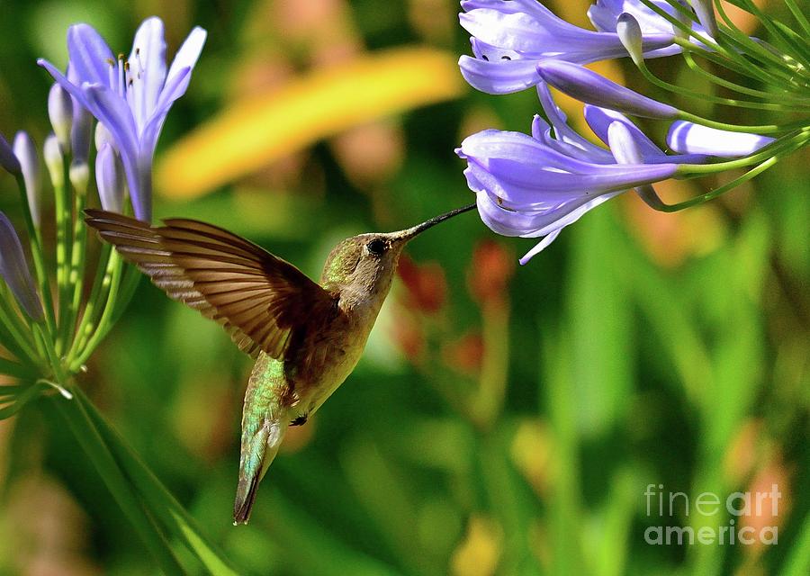 Hummingbird #44 Photograph by Marc Bittan