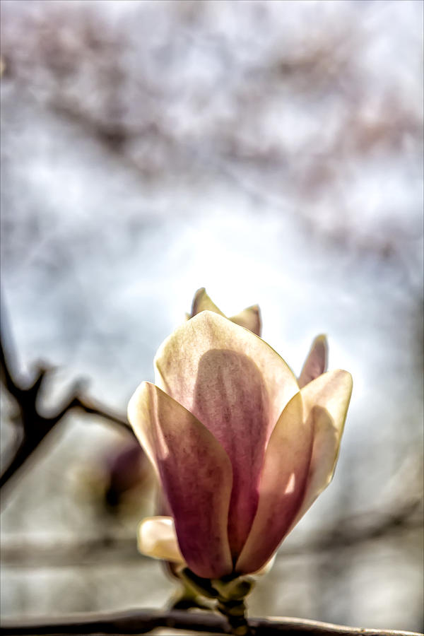 Magnolia Blossom #44 Photograph by Robert Ullmann
