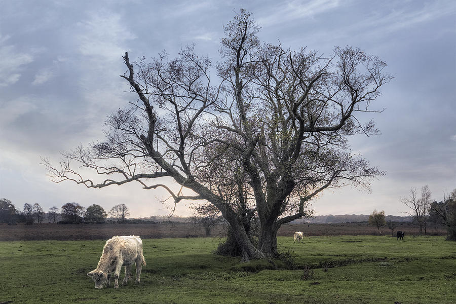 New Forest - England #44 Photograph by Joana Kruse