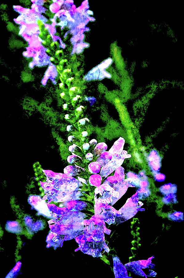 Texture Flowers Photograph
