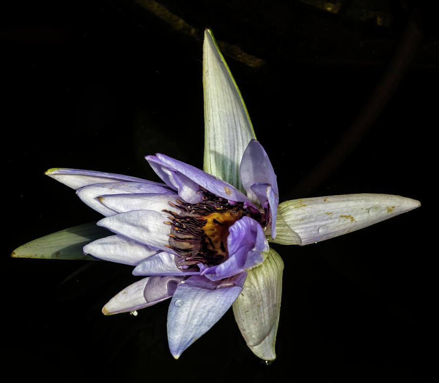 Water Lily #44 Photograph by Robert Ullmann