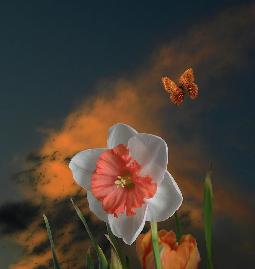 4413 Photograph by Peter Holme III