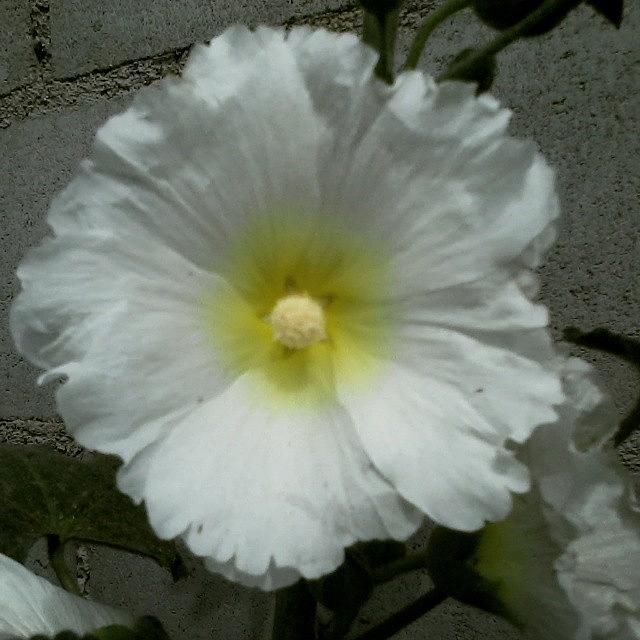 Flowers Still Life Photograph - White flower by Laura Castillo