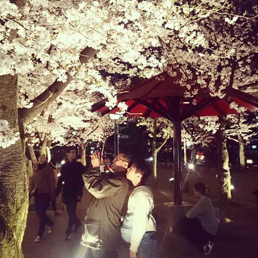Cherryblossom Photograph - Instagram Photo #441459635645 by D H