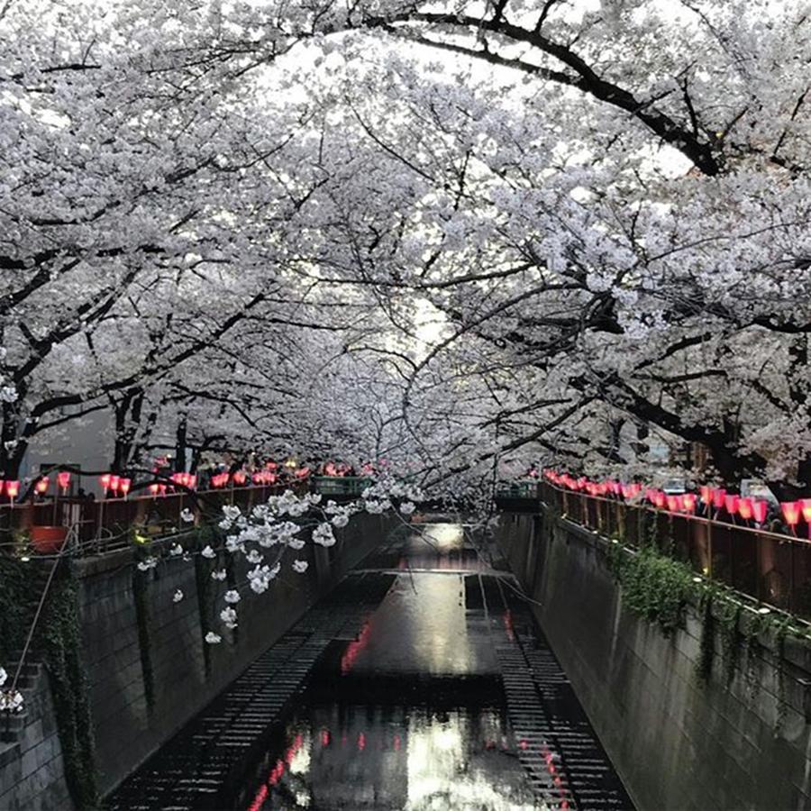 Cherryblossoms Photograph - Instagram Photo #441554646287 by Yuko Mikage