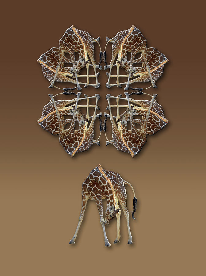 Giraffe Photograph - 4431 by Peter Holme III