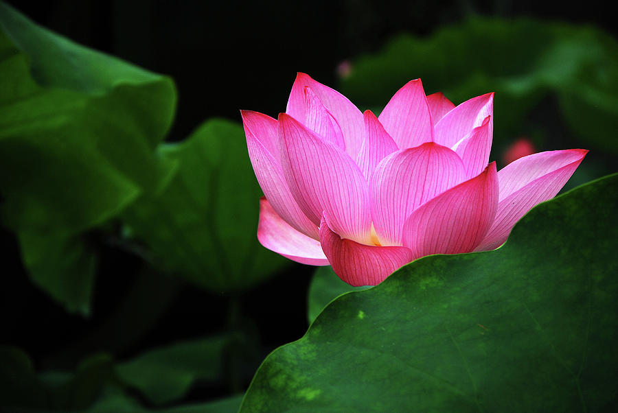 Blossoming lotus flower closeup #45 Photograph by Carl Ning