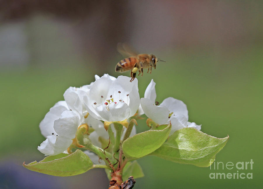 Nature Photograph - Honeybee #45 by Gary Wing
