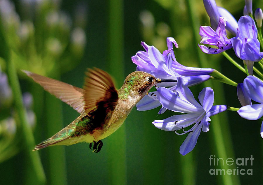 Hummingbird #45 Photograph by Marc Bittan