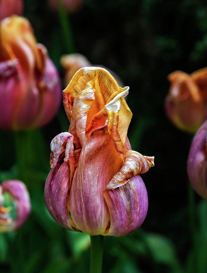 Tulip #45 Photograph by Robert Ullmann