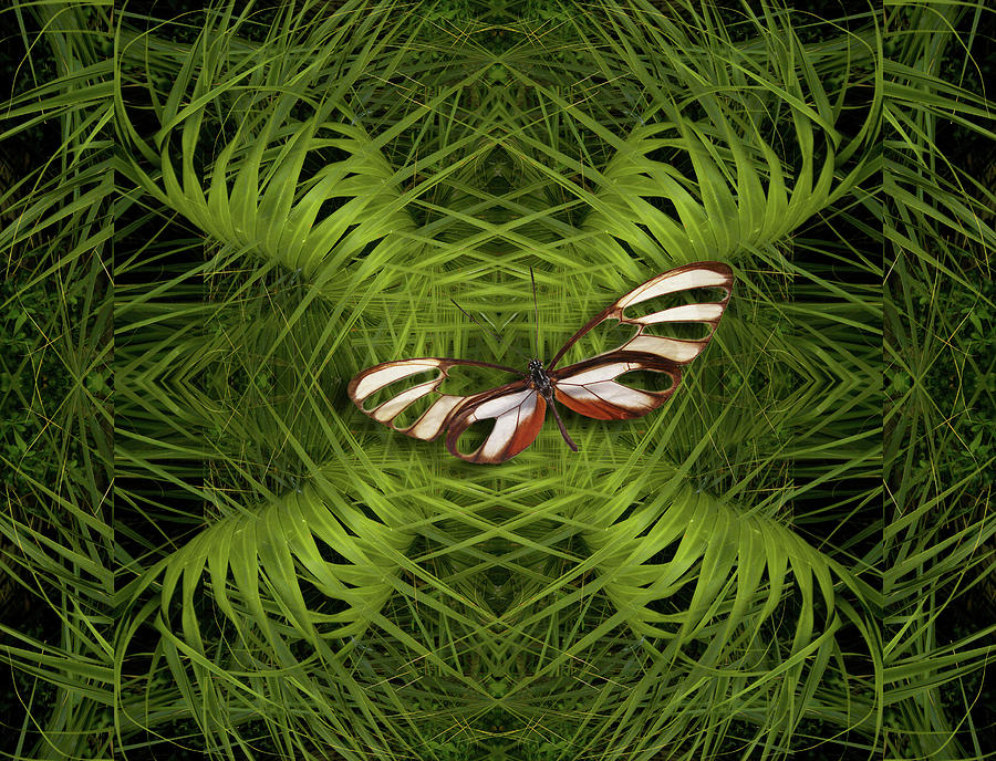 Butterfly Photograph - 4501 by Peter Holme III
