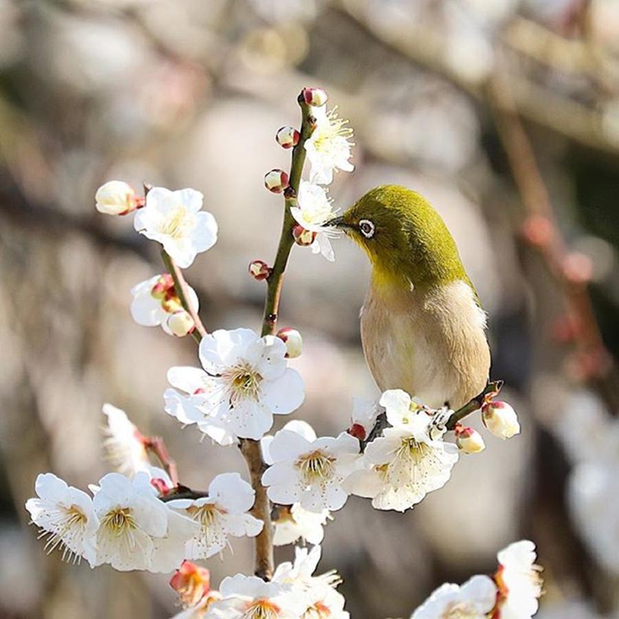 Bird Photograph - Instagram Photo #451458032373 by Hideki Sato