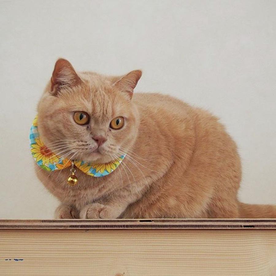 Cat Photograph - Instagram Photo #451475389923 by Miru Yuki