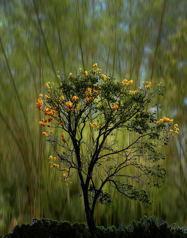 Tree Photograph - 4545 by Peter Holme III