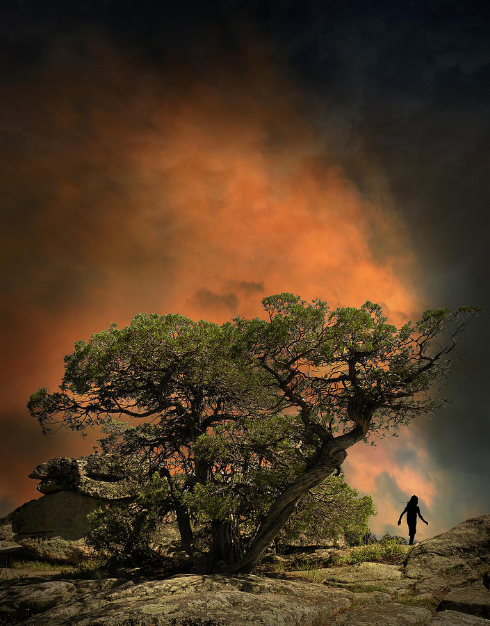 4556 Photograph by Peter Holme III