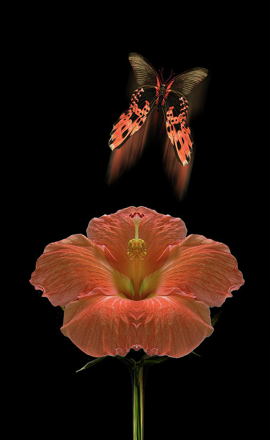 4585 Photograph by Peter Holme III