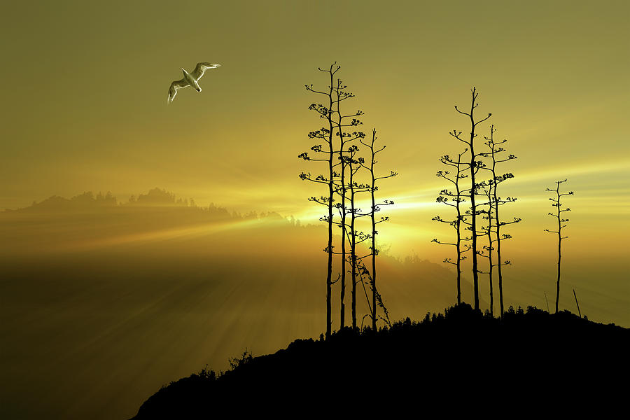 4587 Photograph by Peter Holme III