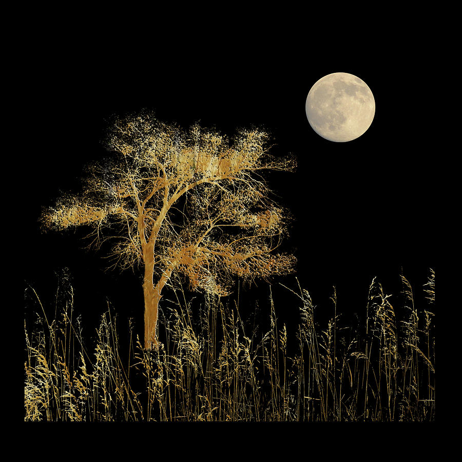 4591 Photograph by Peter Holme III