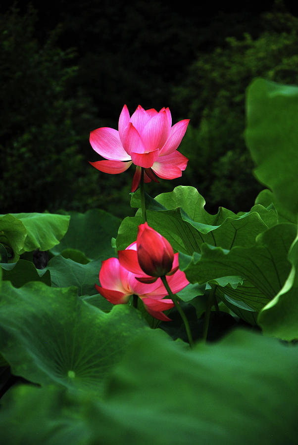 Blossoming lotus flower closeup #46 Photograph by Carl Ning