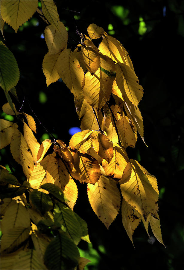 Fall Leaves #46 Photograph by Robert Ullmann