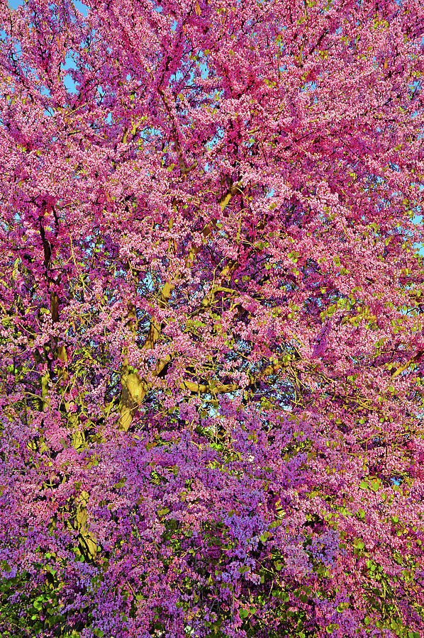 Yalta Digital Art - Flower Carpet. #46 by Andy i Za