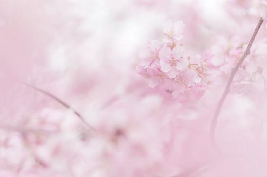 Nature Photograph - #flowers #floral #pale #nature #46 by Toshinori Inomoto