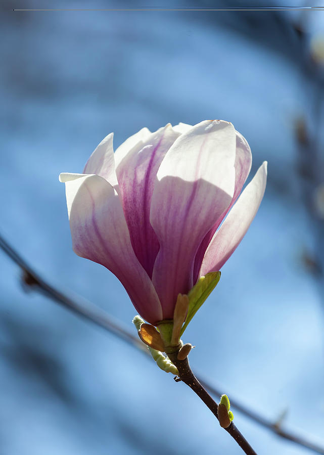 Magnolia #46 Photograph by Robert Ullmann