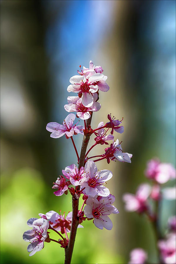 Spring Flowers #46 Photograph by Robert Ullmann