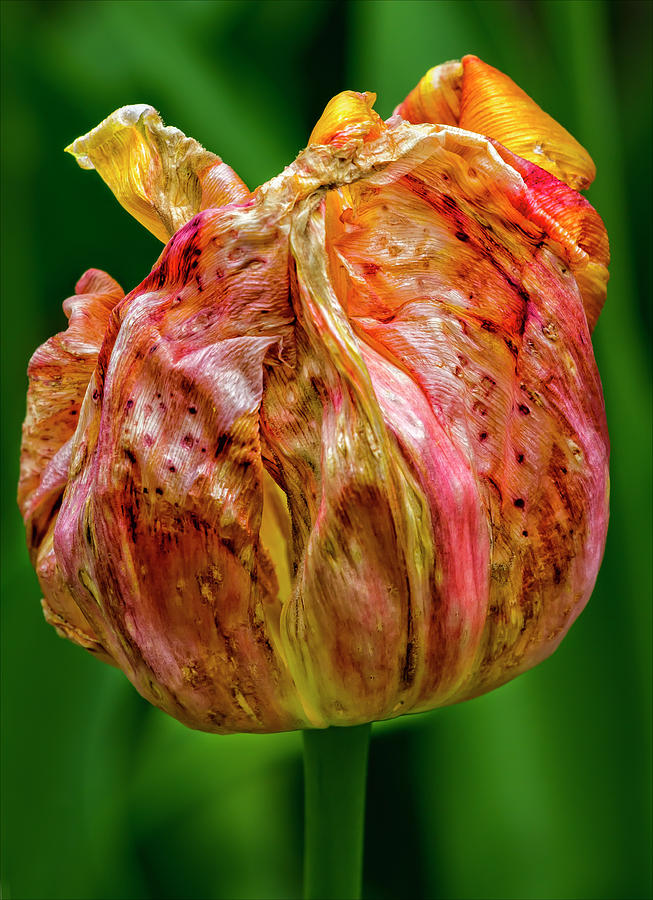 Tulip #46 Photograph by Robert Ullmann