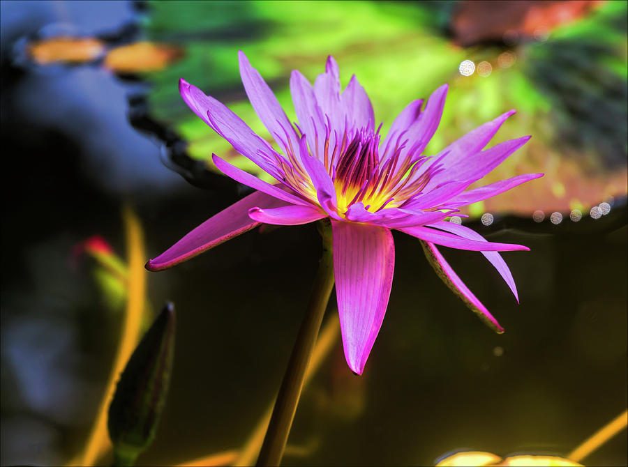 Water Lily #46 Photograph by Robert Ullmann