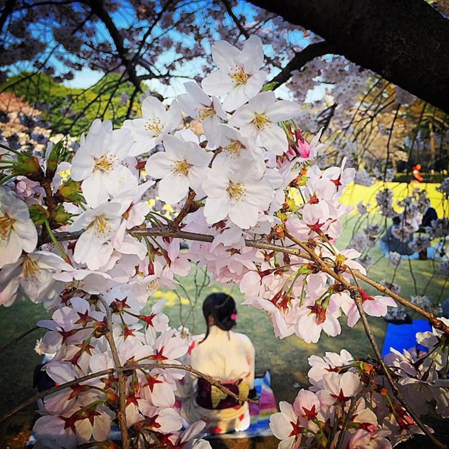 Cherryblossom Photograph - Instagram Photo #461433302150 by Kenichi Iwai