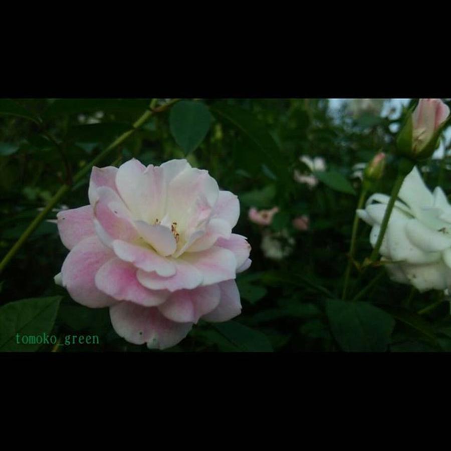 Flower Photograph - Instagram Photo #461444487330 by Tomoko Takigawa