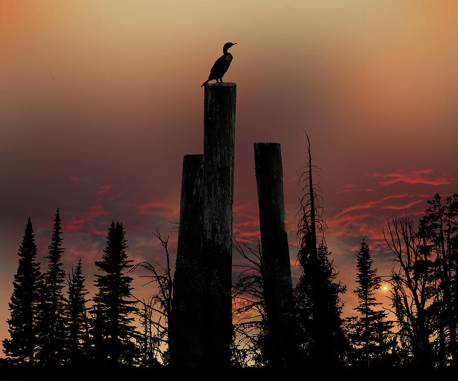 4633 Photograph by Peter Holme III