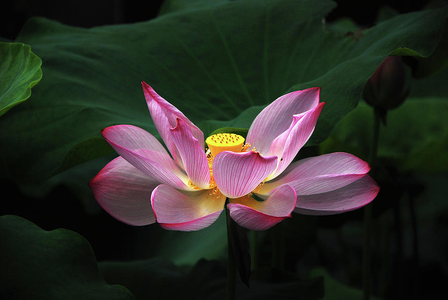 Blossoming lotus flower closeup #47 Photograph by Carl Ning