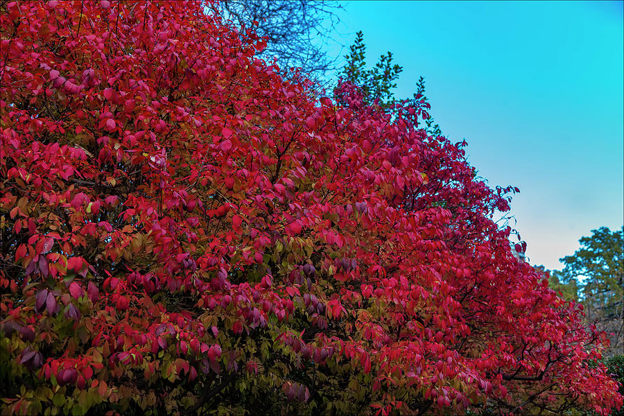 Fall Leaves #47 Photograph by Robert Ullmann