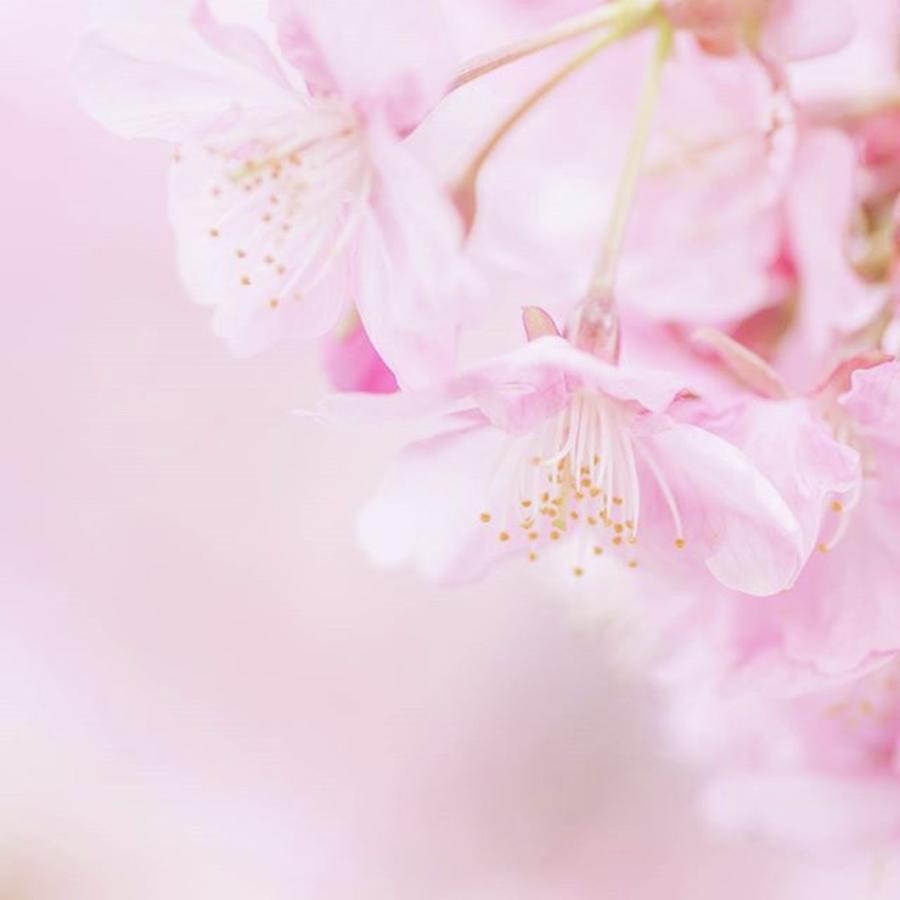 Flower Photograph - #flowers #floral #pale #nature #47 by Toshinori Inomoto