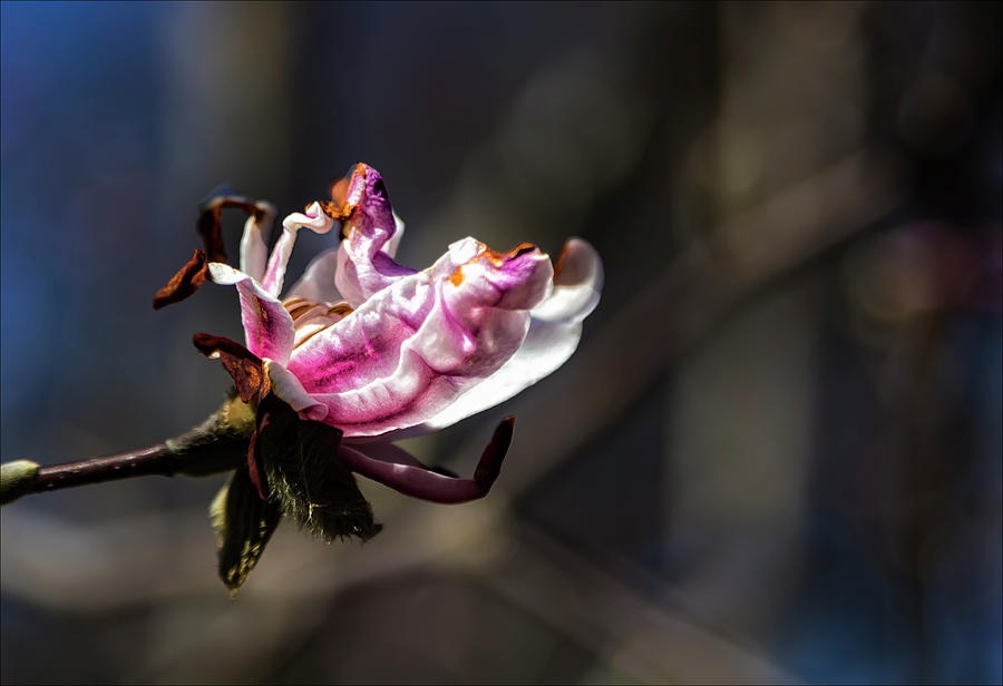 Magnolia Blossom #47 Photograph by Robert Ullmann