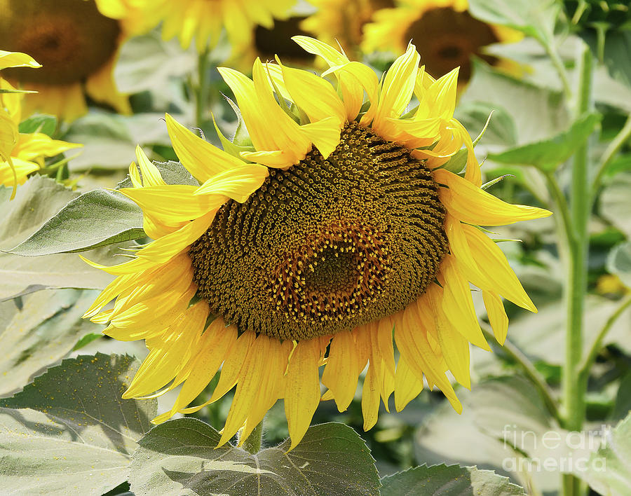 Nice Sunflower Photograph by Elvira Ladocki - Fine Art America