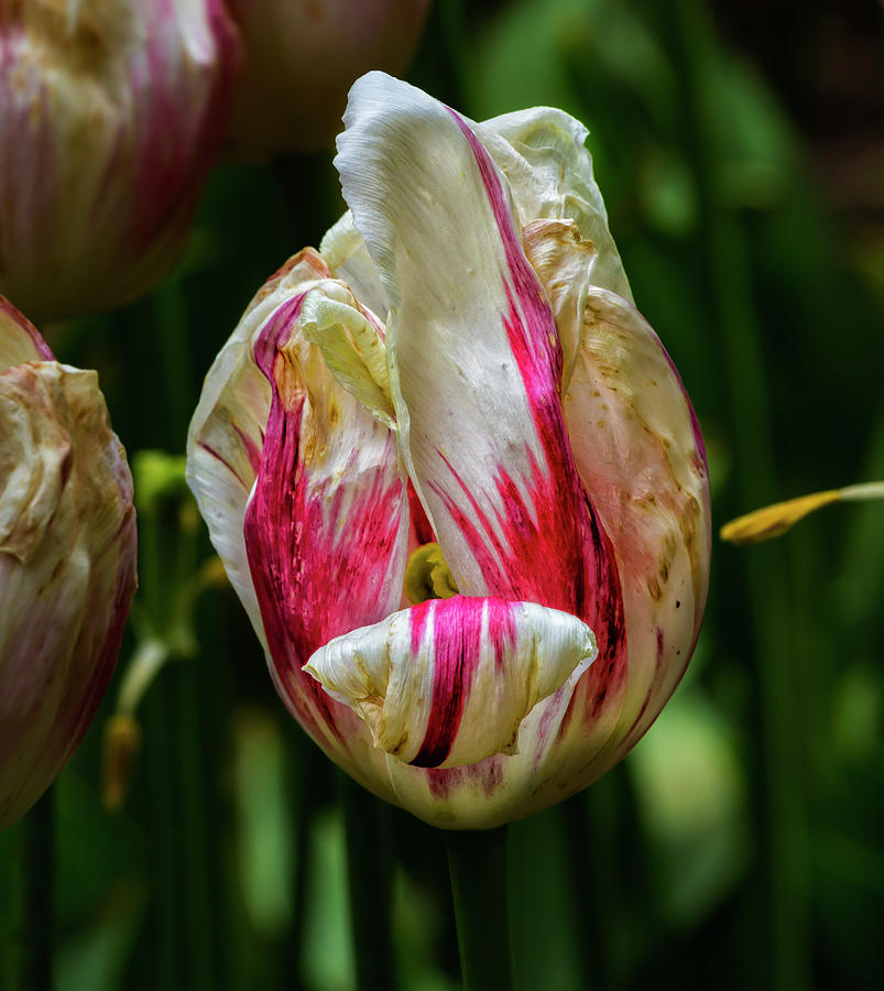 Tulip #47 Photograph by Robert Ullmann