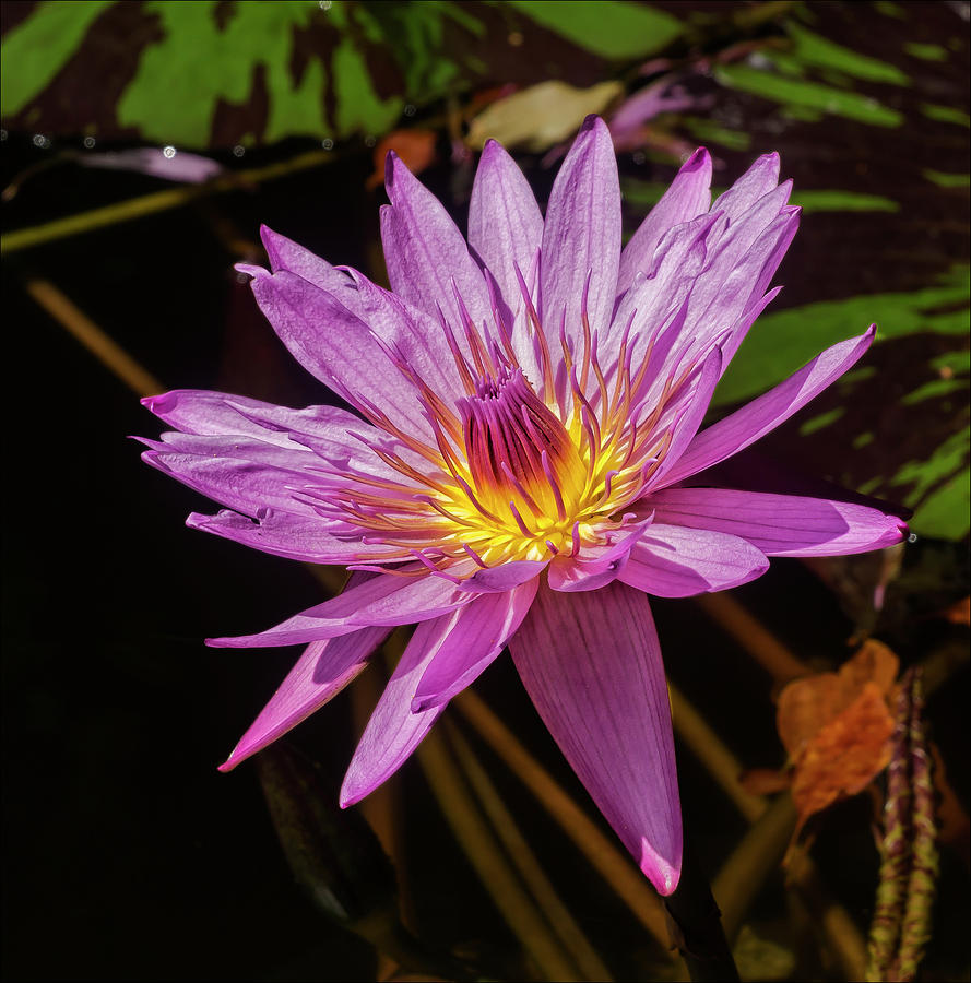 Water Lily #47 Photograph by Robert Ullmann
