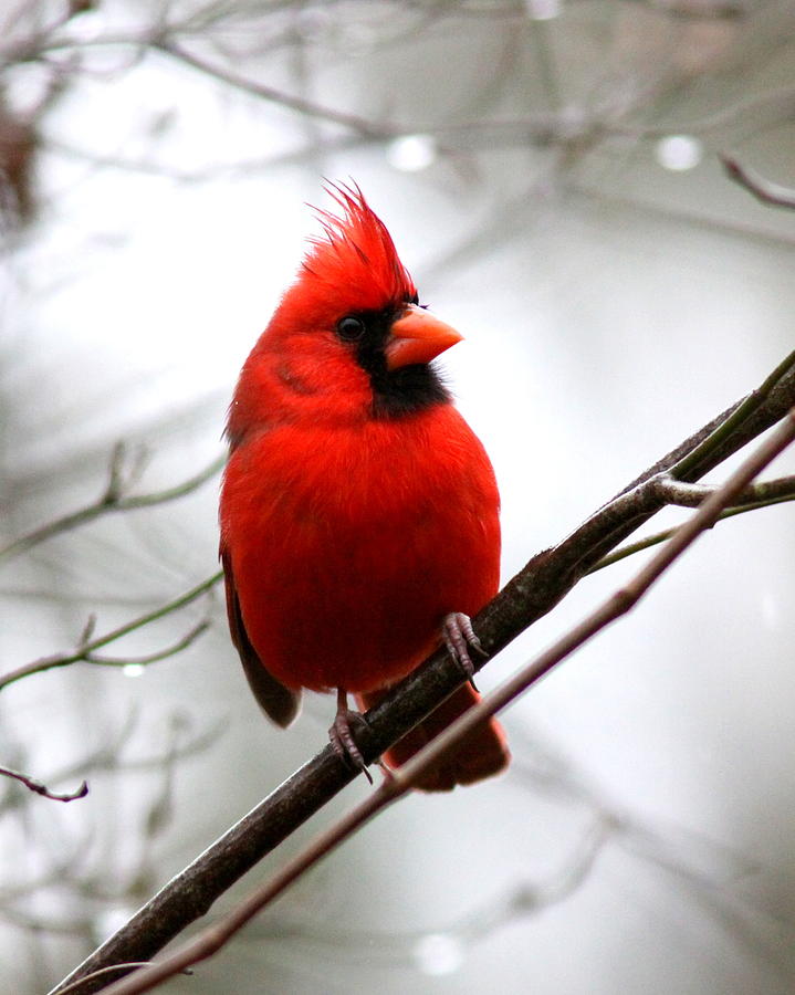 4766-002 - Cardinal Photograph
