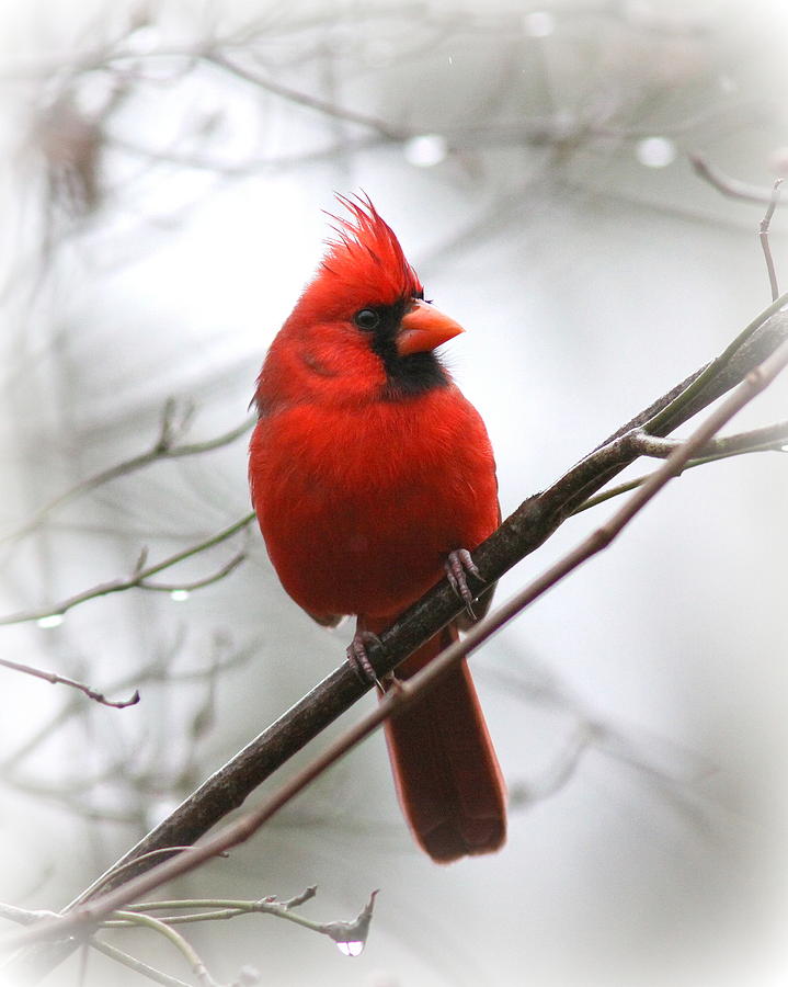 4772-001 - Northern Cardinal Photograph by Travis Truelove