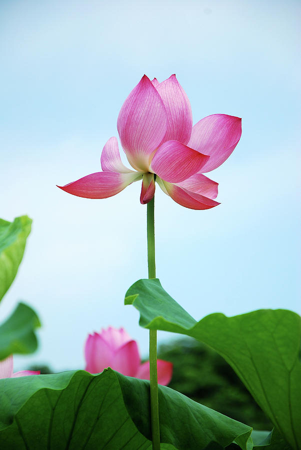 Blossoming lotus flower closeup #48 Photograph by Carl Ning